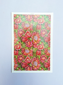 Water transfer print - Protea pink