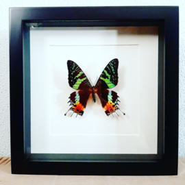 Vlinder in lijst - Urania ripheus