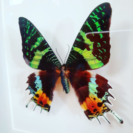 Vlinder in lijst - Urania ripheus