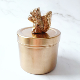 Box eekhoorn - Squirrel gold