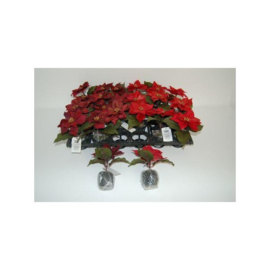 24 x kerstster rood met kluit h 12 cm