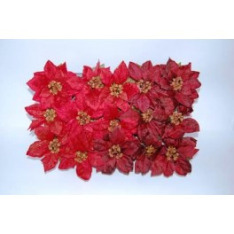 15 x Kerstster Rood met kluit hoog 15 cm .