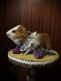 Guinea pig (bont)