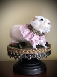 Guinea pig (wit)