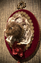 Wall vole
