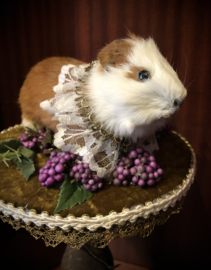 Guinea pig (bont)