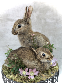 Watership down