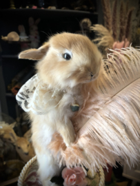 Boudoir bunny