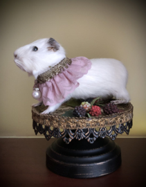 Guinea pig (wit)