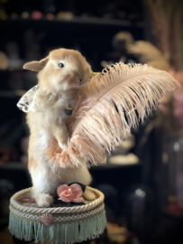 Boudoir bunny