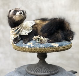 Poshy polecat