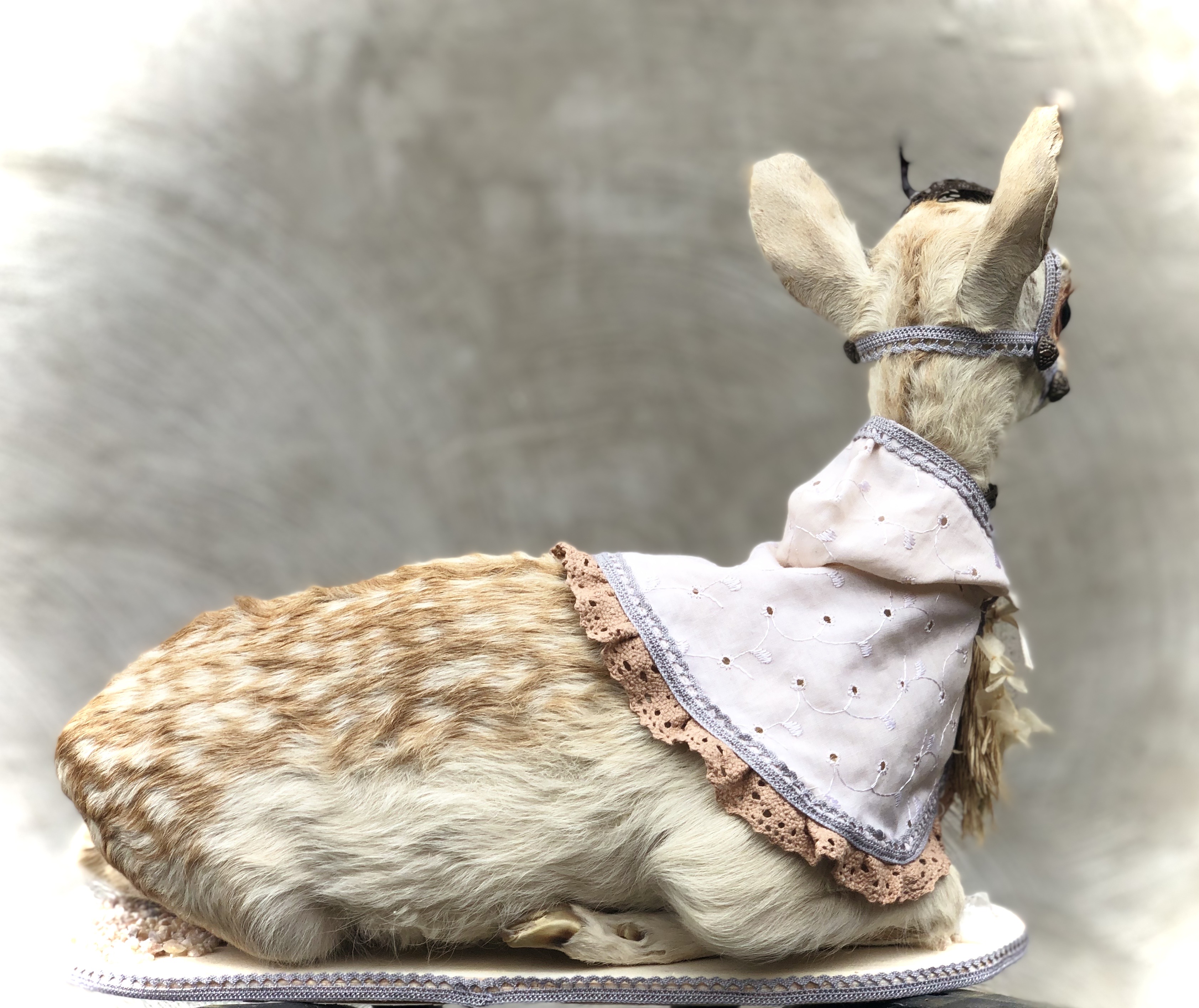 The white doe