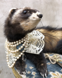 Poshy polecat