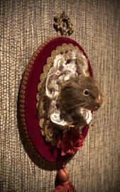 Wall vole