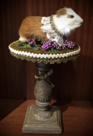 Guinea pig (bont)