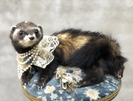 Poshy polecat