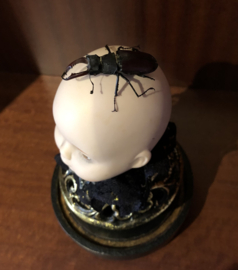 SALE! Stag beetle