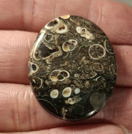 Turitella