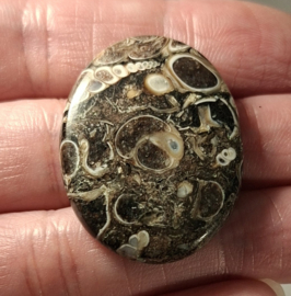 Turitella