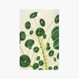 Cadeaulabel - Pilea