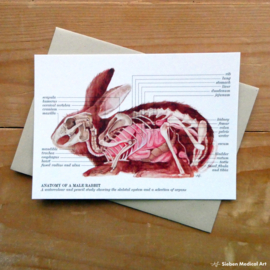 Anatomie van een konijn: kaart met envelop