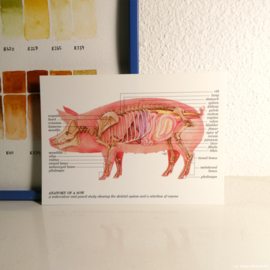 Anatomie van een varken: kaart met envelop