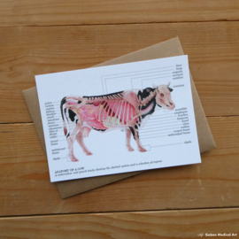Anatomy of a dairy cow: greeting card with envelope