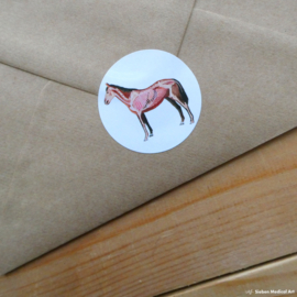 Anatomy of a horse: greeting card with envelope