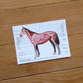 Anatomy of a horse: greeting card with envelope