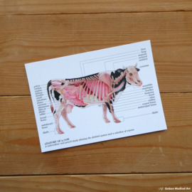 Anatomie van een koe: wenskaart met envelop