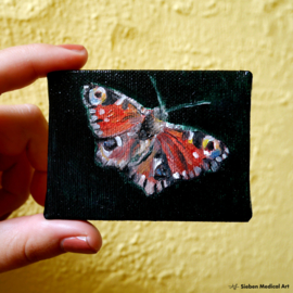 European peacock butterfly oil painting on tiny canvas