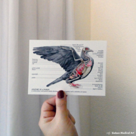 Anatomie van een duif: kaart met envelop