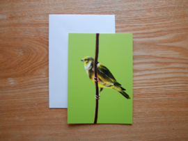 Greenfinch postcard with envelope