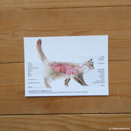 Anatmy of a cat: greeting card with envelope
