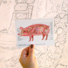 Anatomie van een varken: kaart met envelop
