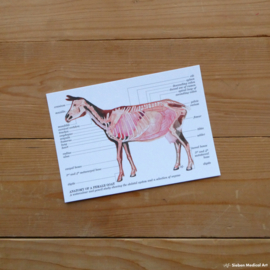 Anatomy of a female goat: greeting card with envelope
