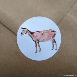 Anatomie van een geit: wenskaart met envelop