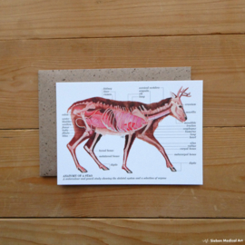 Anatomie van een hert: wenskaart met envelop
