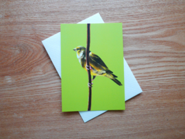 Greenfinch postcard with envelope