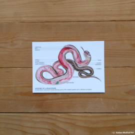 Anatomy of a grass snake: greeting card with envelope