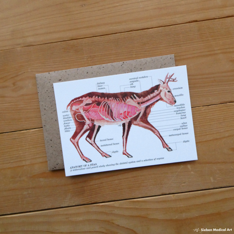 Anatomy of a stag: greeting card with envelope