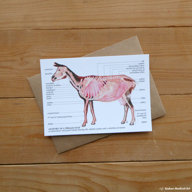 Anatomy of a female goat: greeting card with envelope