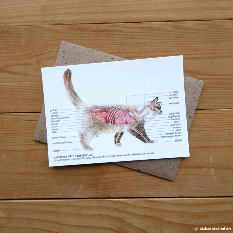 Anatomy of a cat: greeting card with envelope