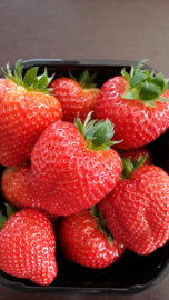 verse aardbeien 500gr