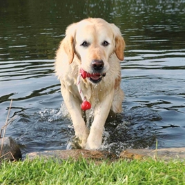TRIXIE DOG ACTIVITY MOT-FUN AQUA SPEELGOED DRIJVEND ROOD ASSORTI 22X9 CM
