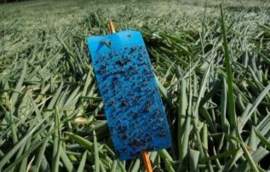 x 10 Vangplaat 10x20 blauw lijm (OP=OP)