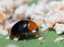Cryptolaemus larven koker 1.000