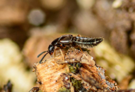 Atheta Coriaria (koker 500)