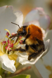 Hommelkast KLEINFRUIT Bombus + (90+)