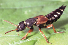 Atheta Coriaria (koker 500)